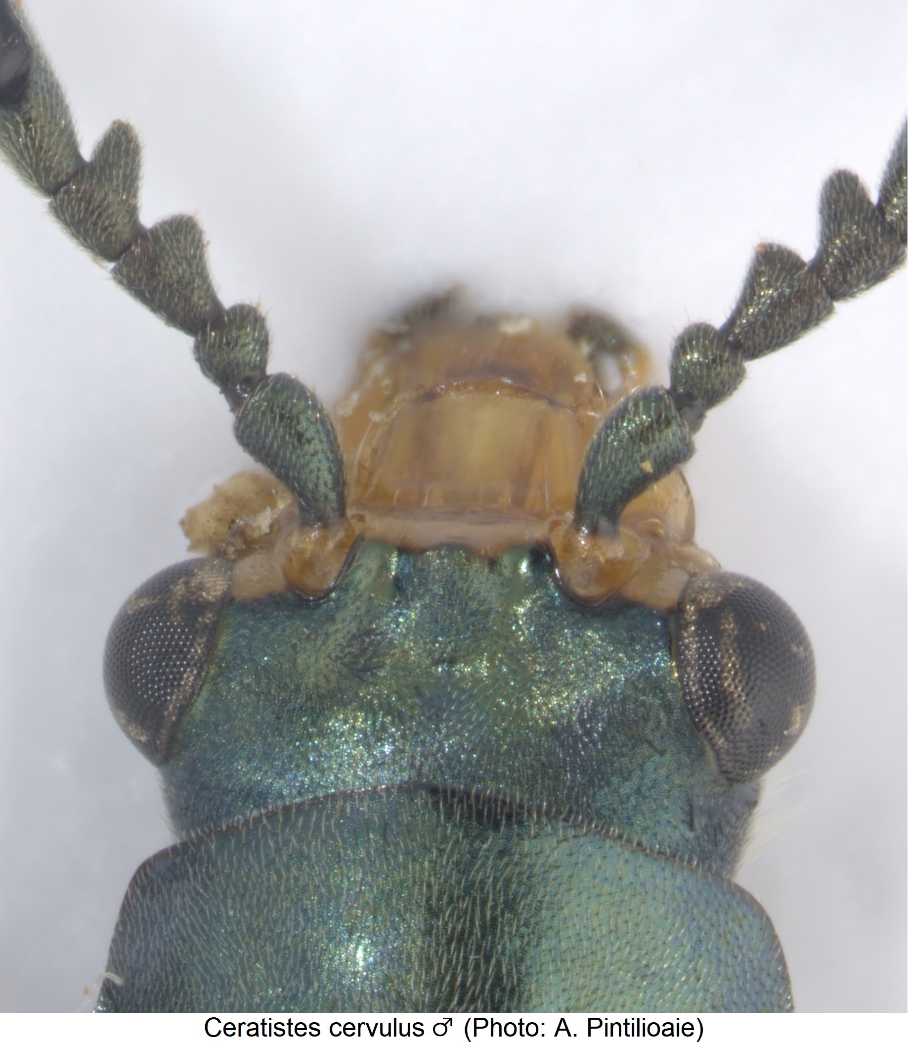 ceratistes cervulus_m_k.jpg
